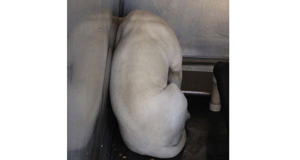 A Dog Was So Depressed She Had Given Up All Hope of Living Until One Person Took This Photo