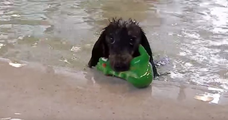 Dachshunds Splish And Splash At Awesome Pool Party
