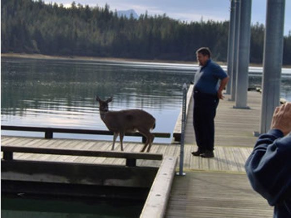 Deer helped off the dock