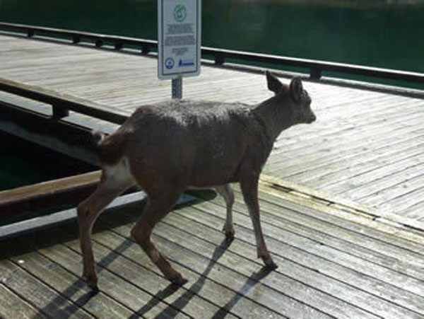 Deer makes its way off of boat