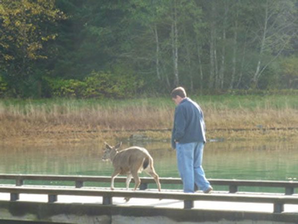 Deer helped off of dock