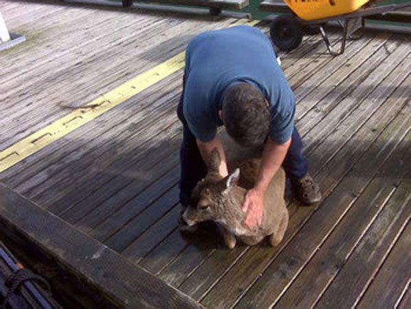 Hypothermic deer had to be helped