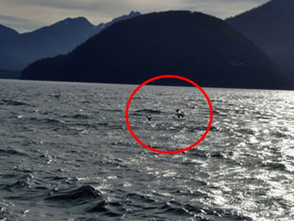 Deer swimming in the ocean