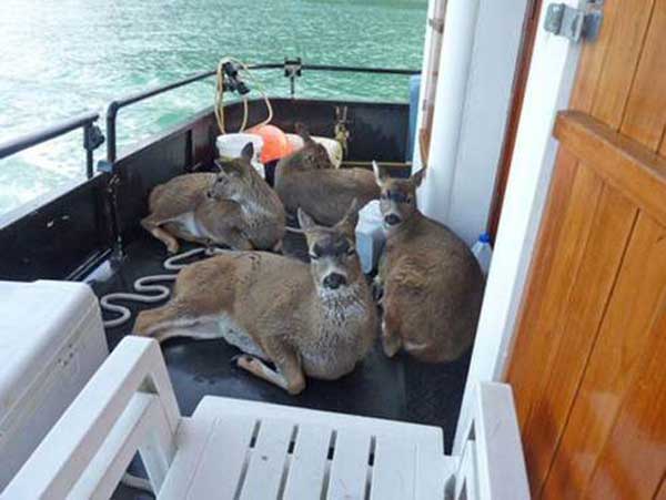 The deer were relieved to be on the boat
