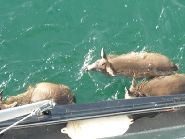 Deer circled a boat looking for help