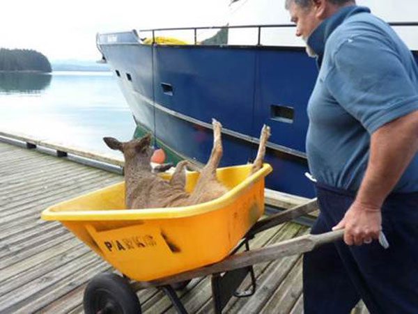 Deer helped with wheelbarrow