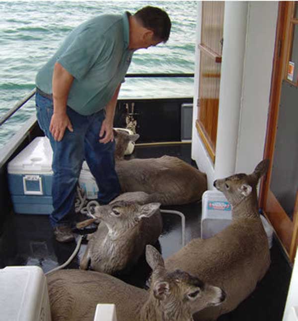 Tom helps warm up rescued deer