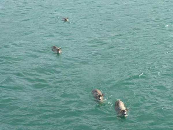 Deer needed to be rescued from the water