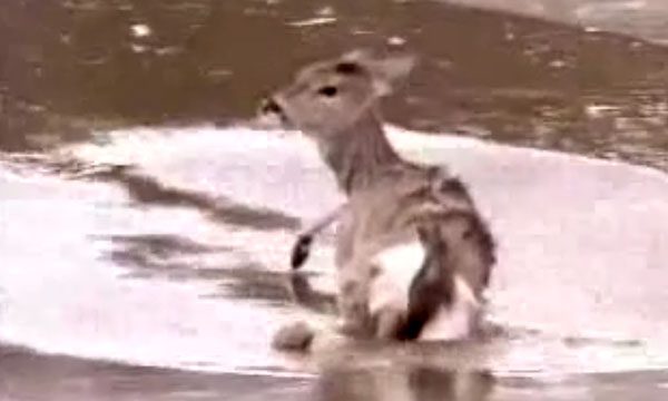 Deer Stranded On Icy Pond Rescued By Helicopter In Amazing Way