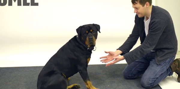 Dogs Have Priceless Reactions to Magician’s Trick