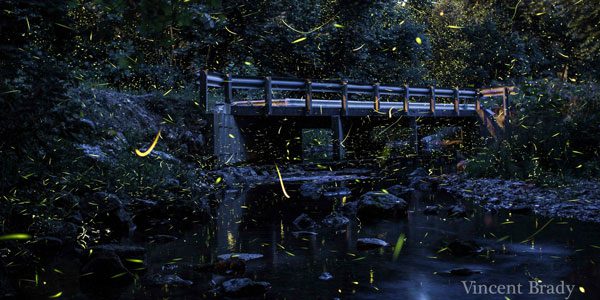 Fireflies by Vincent Brady