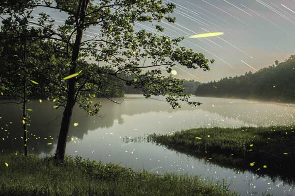 Fireflies by Vincent Brady