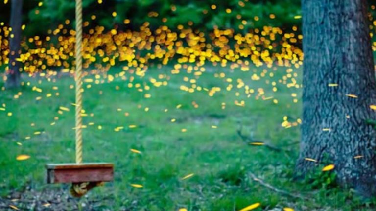 Fireflies Captured Lighting Up The Night Sky In Beautiful Photographs