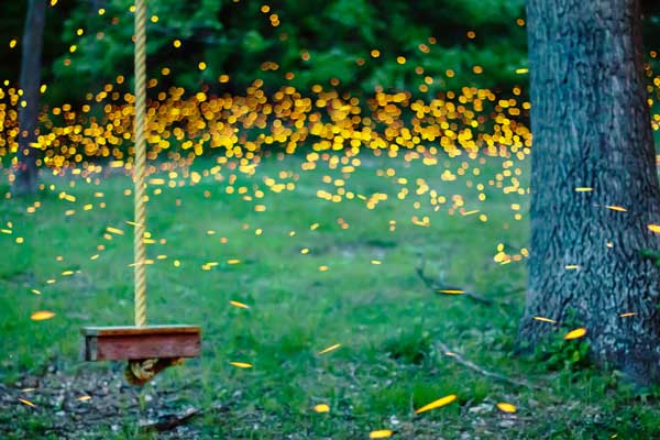 Fireflies by Vincent Brady