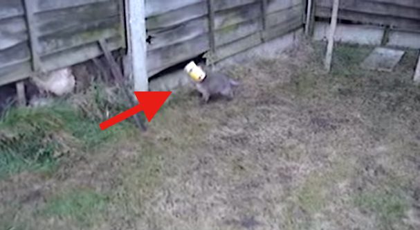 fox kit with tin on his head
