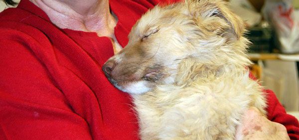Abandoned Puppy Found in Coma Makes Miraculous Recovery Thanks to Loving Support