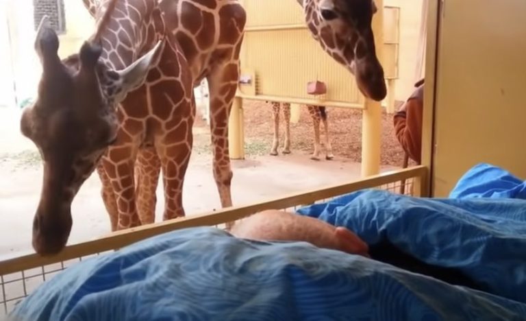 Giraffes Give Special Gift To The Dying Man Who Looked After Them
