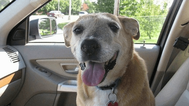 Emotional Farewell Between Loving Man And His First Dog