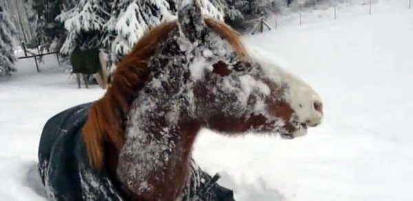 Horse Has Funny Reaction To Seeing So Much Snow After Storm
