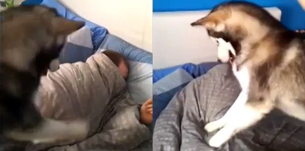 Husky Dog Is Great Alarm Clock For Stubborn Sleepers
