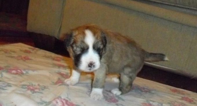 Woman Finds Puppy Alone In Alley Howling In Agony And Gives Her Help She Needs