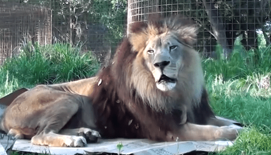 These Big Cats are Usually Scary, But They Get Boxes To Play With And Become Just Like Kittens