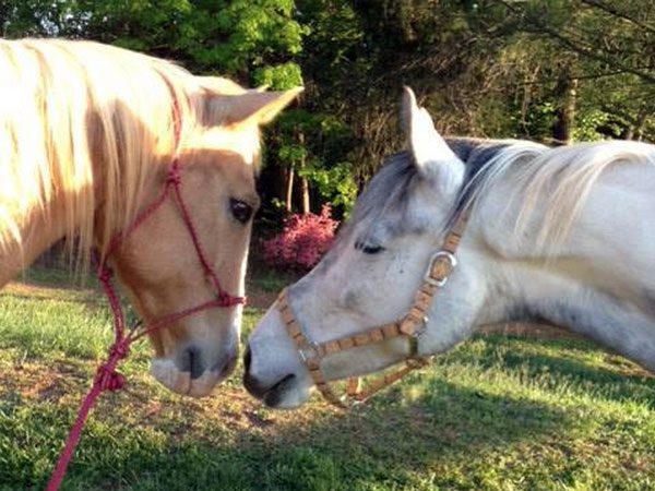 Horse Makes Sure His Blind Best Friend Never Has To Worry