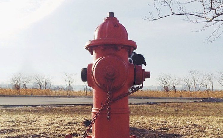 25 Photos Of A Dog Hiding In Plain Sight Are Seriously Clever