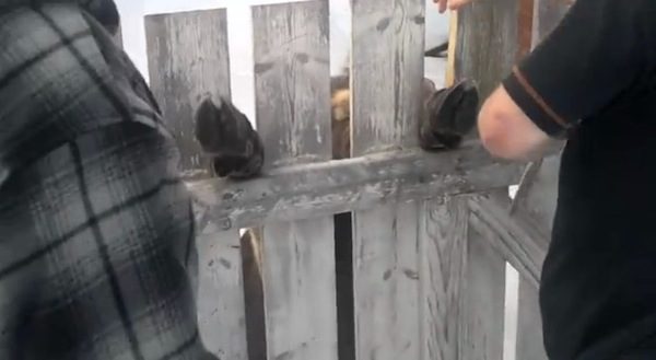 Men Save Moose After Seeing Two Little Hooves Sticking Out of a Fence