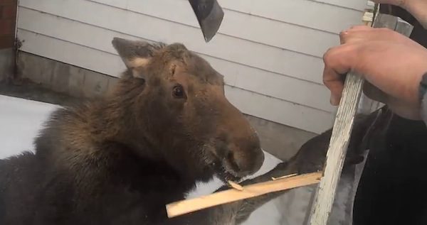 moose-stuck-in-gate-4