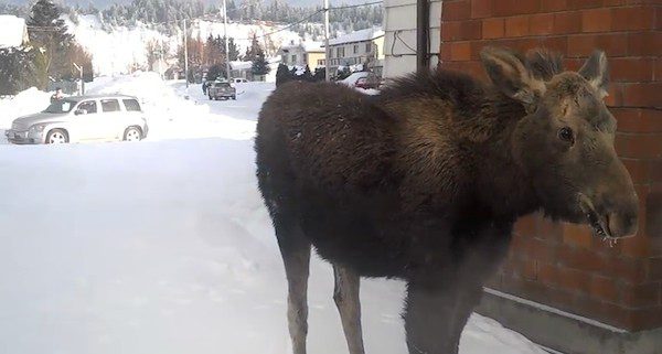 moose-stuck-in-gate-5