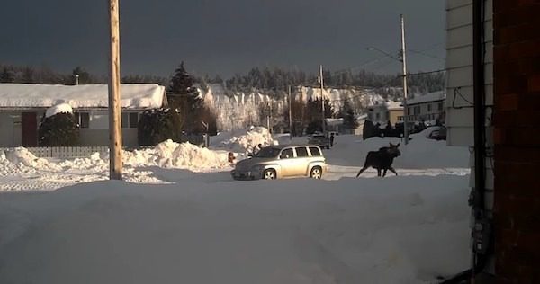 moose-stuck-in-gate-6