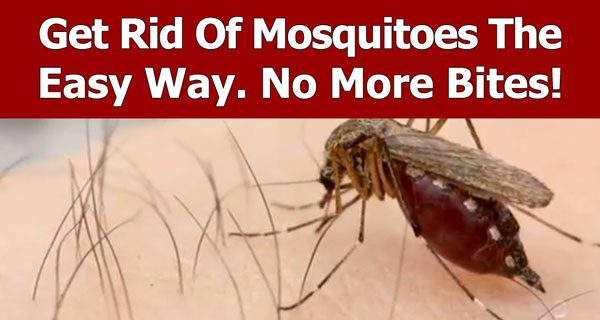 How To Get Rid Of Mosquitos The Simple and Easy Way