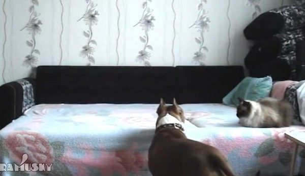 Dog Home Alone Gets Up To Mischief