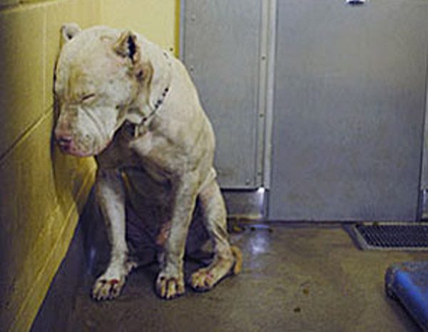 Dog Had Lost All Hope and Was Almost Killed Until A Rescuer Shares His Picture