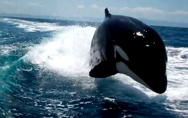 Incredible Surfing Killer Whales Caught On Video