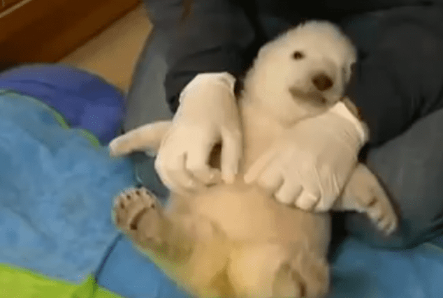 Adorable Baby Polar Bear Gets His Belly Tickled For The First Time