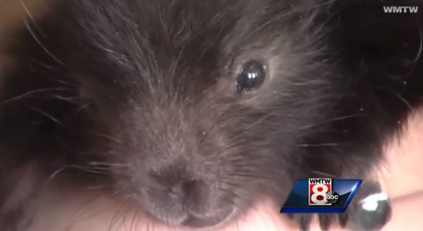 porcupine-1