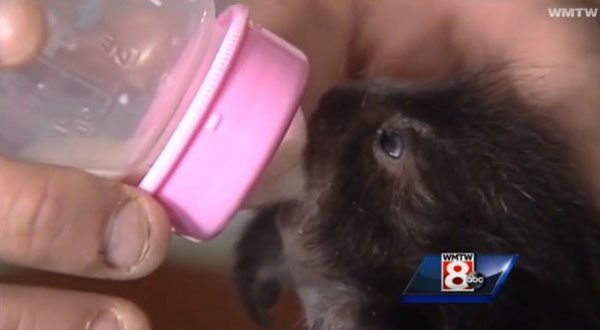 Man Sees Porcupine Get Hit By A Car And Rescues Her Baby By C-Section