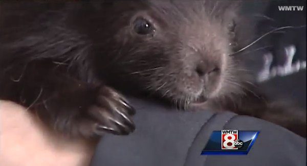 porcupine-5