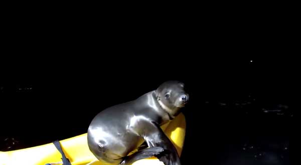 Baby Sea Lion Who Was Cold And Hurt Turns To Diver For Help
