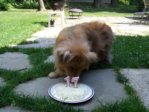17 Heartwarming Photos Of Senior Dogs Celebrating The Special Milestones In Their Lives