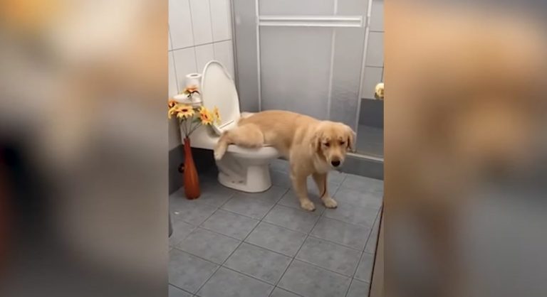 Clever Dog Has Learned How To Use The Toilet