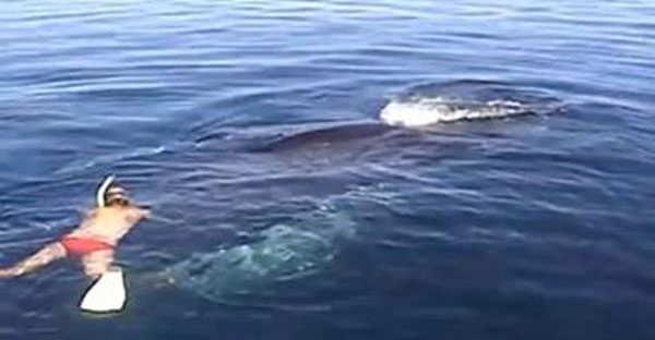 Boaters Save Humpback Whale On The Brink Of Death