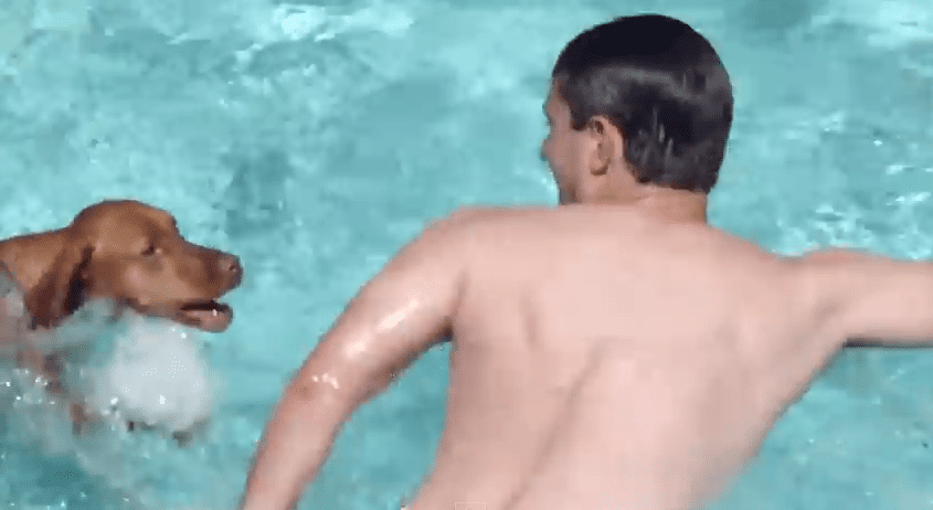 Vizsla Dog So Worried When He Sees His Human In Pool