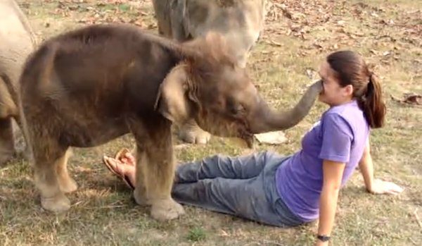 Baby elephant touches woman's face