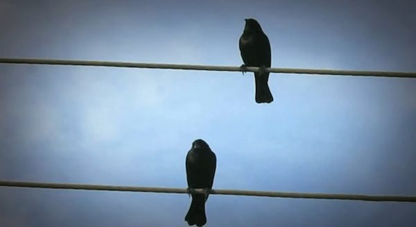 birds on a wire