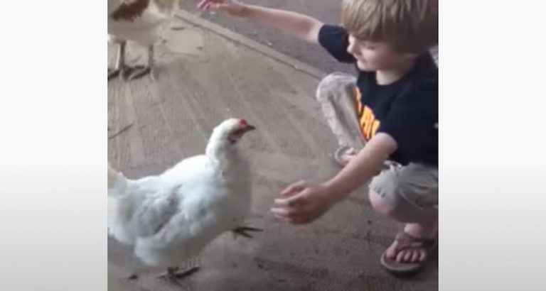 Chicken Gives Little Boy A Loving Hug