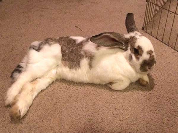 bunny01