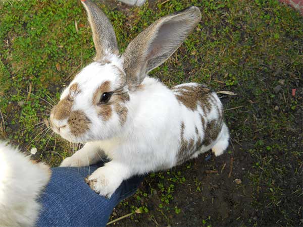 bunny04